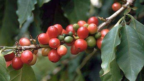 Coffea_arabica1